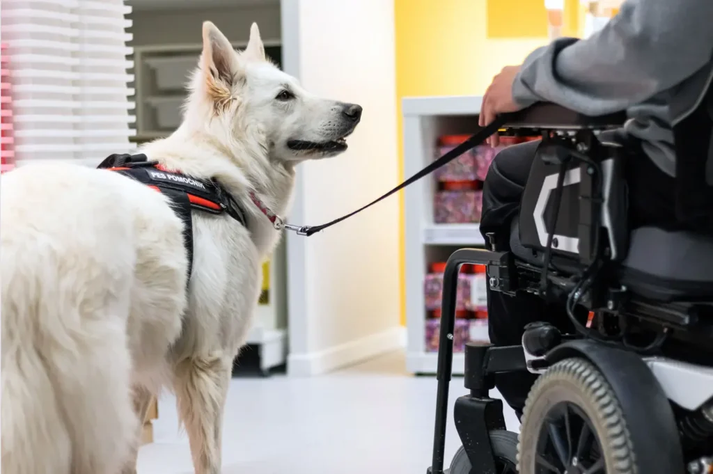 The Essential Role of Service Dogs: How They Change Lives Every Day